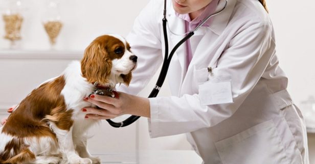 Paws to Progress: Unveiling the Future of Pet Healthcare in 2023