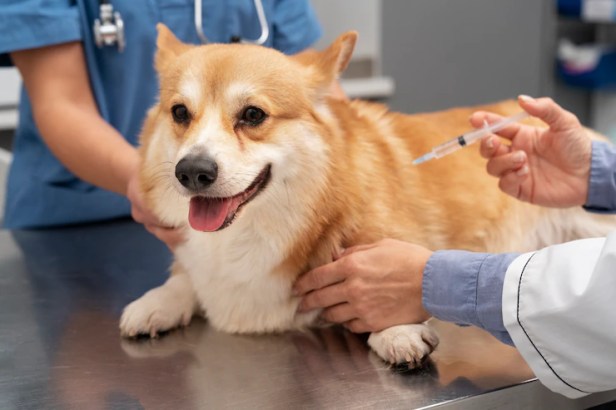 How to Create a Vaccination Schedule for Your&nbsp;Pet